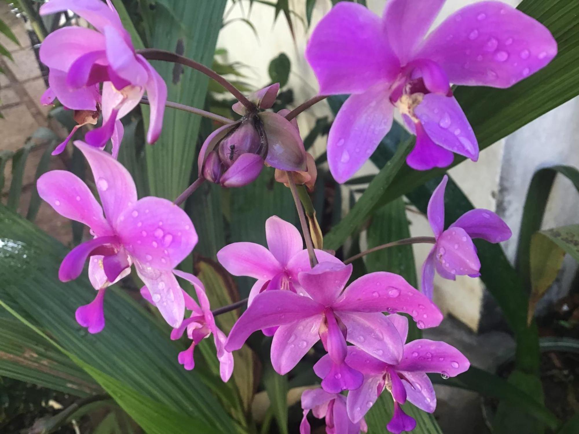 Homestay Vuon Nhan Pleiku Buitenkant foto